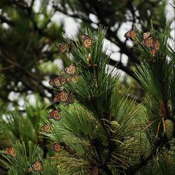 Migrating monarch butterflies on pine tree.jpg