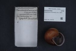 Naturalis Biodiversity Center - RMNH.MOL.289356 - Sphaerospira blomfieldi (Cox, 1864) - Camaenidae - Mollusc shell.jpeg