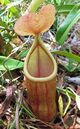 Nepenthes rosea - lower pitcher.jpg