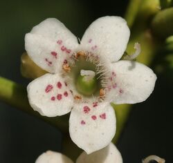 Ngaio flower.jpg