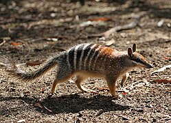 A numbat walking on sand