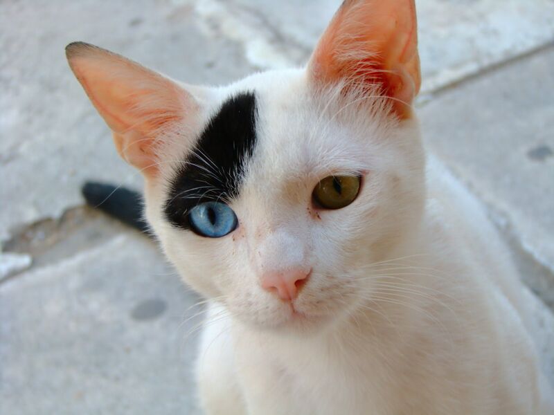 File:Odd-eyed cat by ihasb33r.jpg