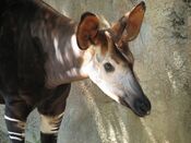 Okapi001.jpg