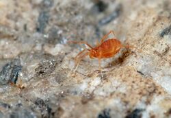 Opiliones, Laniatores, F. Phalangodidae, Sitalcina lobata (2256459027).jpg