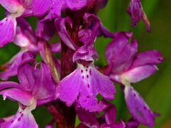 Orchidaceae - Orchis mascula-1.JPG