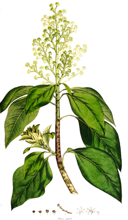 Oreopanax capitata SmSo.png