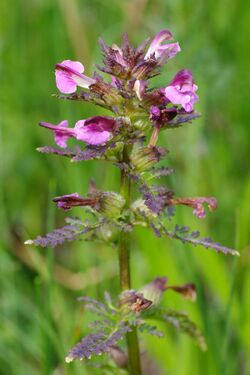 PedicularisPalustris.jpg