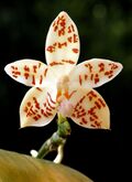 Phalaenopsis hieroglyphica Orchi 008.jpg