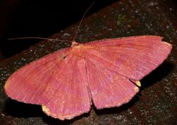 Pink Geometrid (Eumelea rosalia) (22810007341).jpg
