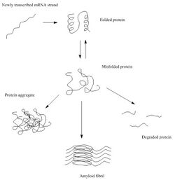 Protein Aggregation.jpg