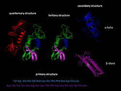 Protein structure.png