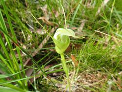 Pterostylis falcata 01.jpg