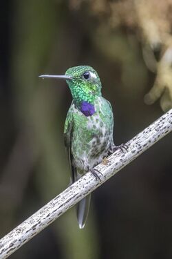 Purple-bibbed whitetip (Urosticte benjamini) male Las Tangaras.jpg