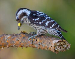 Pygmy Woodpecker মেটেটুপি কাঠকুড়ালি.jpg