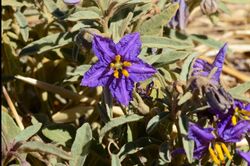 Quena Solanum esuriale flower.jpg