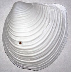 Raeta plicatella (channeled duck clam shell) (Sanibel Island, Florida, USA) 3 (49763309297).jpg