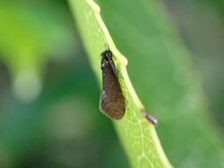 Rhathamictis nocturna 105015351.jpg