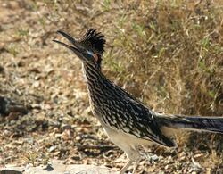 Roadrunner2007.jpg