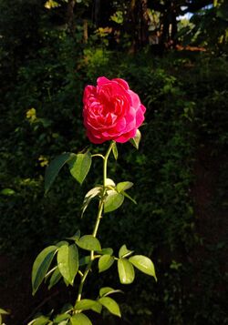 Rosa centifolia foliacea.jpg