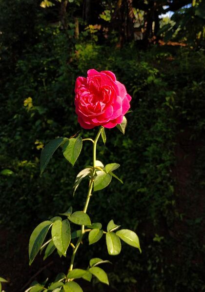 File:Rosa centifolia foliacea.jpg