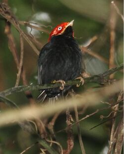 Round-tailedManakin.jpg