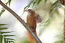 Ruddy Treerunner (Margarornis rubiginosus) (5772490926).jpg