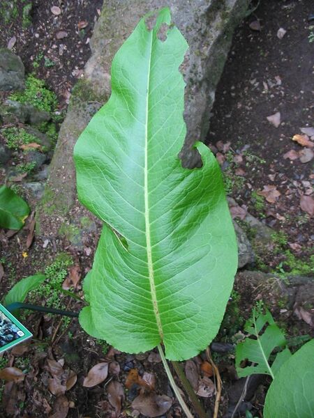 File:Rumex azoricus (Leaf).jpg