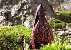 SKUNKCABBAGE-MOSS-400X575.jpg