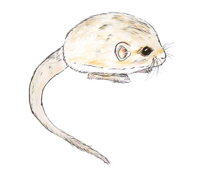 File:Salpingotus crassicauda drawing.jpg