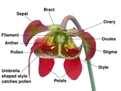 Sarracenia flower notitles.svg