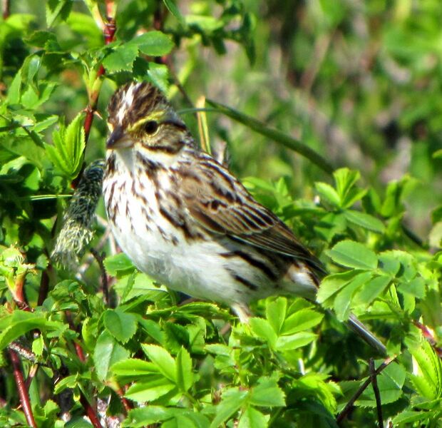 File:Savannah Sparrow, Newfoundland.jpg