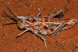 Saw-backed Locust (Hoplolopha sp. (serrata ?)) (6883799450).jpg