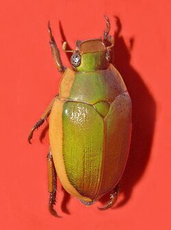 Scarabaeidae - Calloodes grayianus.jpg