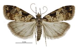 Scoparia acharis female.jpg