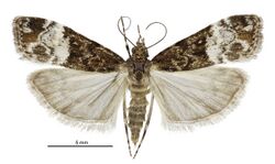 Scoparia s.l. minusculalis female.jpg