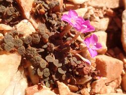 Sedopsis filsonii in Tjoritja - West MacDonnell National Park - near summit of Brinkley Bluff.jpg