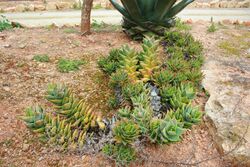 Ses Salines - Botanicactus - Aloe perfoliata 02 ies.jpg