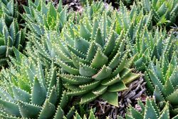 Ses Salines - Botanicactus - Aloe perfoliata 07 ies.jpg