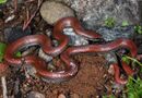 Sharp-tailed snake (Contia tenuis) (24793736779).jpg