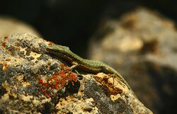 Siamak sabet-Darevskia defilippii (Alborz Lizard) 02.jpg