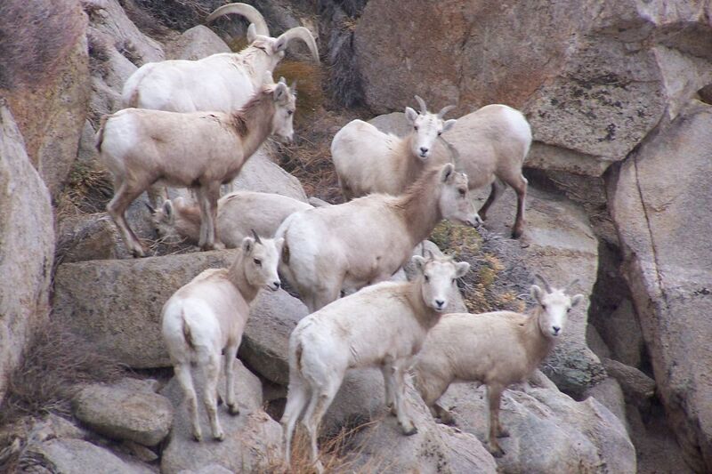 File:Sierra Nevada bighorn ewes and lambs.jpg