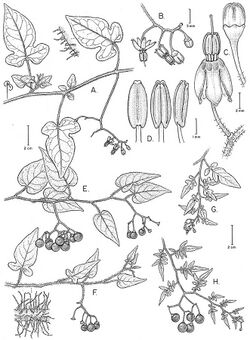 Solanum-lyratum-Drawing-PhytoKeys-022-001-g061.jpg