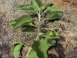 Solanum pubescens.jpg