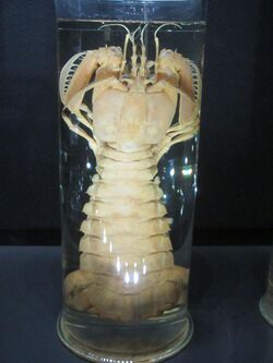 Specimen of Bathysquilla crassispinosa.JPG