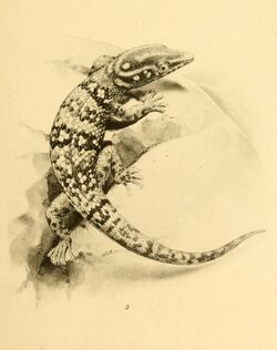 Sphaerodactylus copei 01-Barbour 1921.jpg
