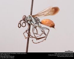 Spider wasp female (Pompilidae, Anoplius apiculatus) (40079170045).jpg