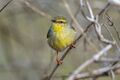 Stripe-throated jery (Neomixis striatigula).jpg