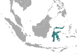 Sulawesi Dwarf Cuscus area.png