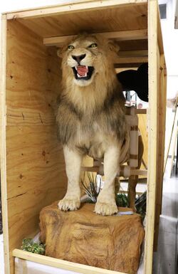 Taxidermy Lion Trophy Seized by U.S. Fish and Wildlife Service Miami (37402001470).jpg