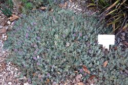 Teucrium aroanium - San Luis Obispo Botanical Garden - DSC05878.JPG